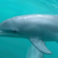 dauphins-2026-800