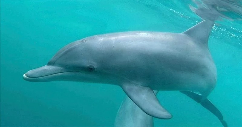 dauphins-2026-800