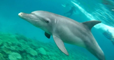 Photo Dauphin MC Thébaud-800